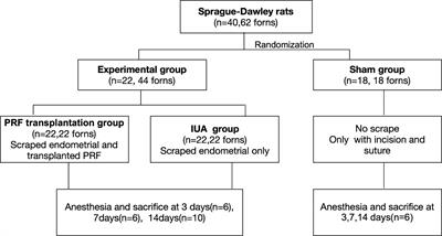 Platelet-rich fibrin improves repair and regeneration of damaged endometrium in rats